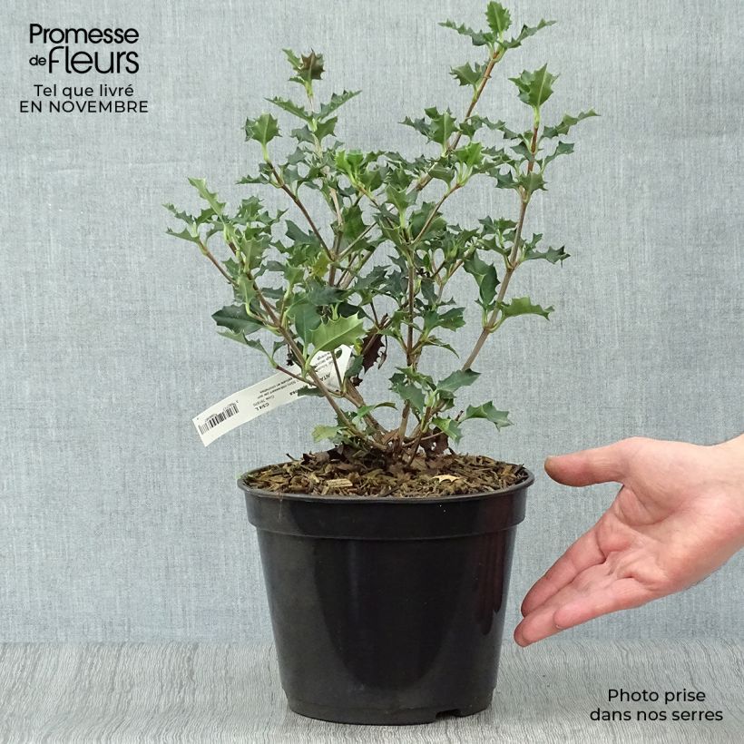 Ejemplar de Desfontainea spinosa  Pot de 3L/4L entregado en otoño