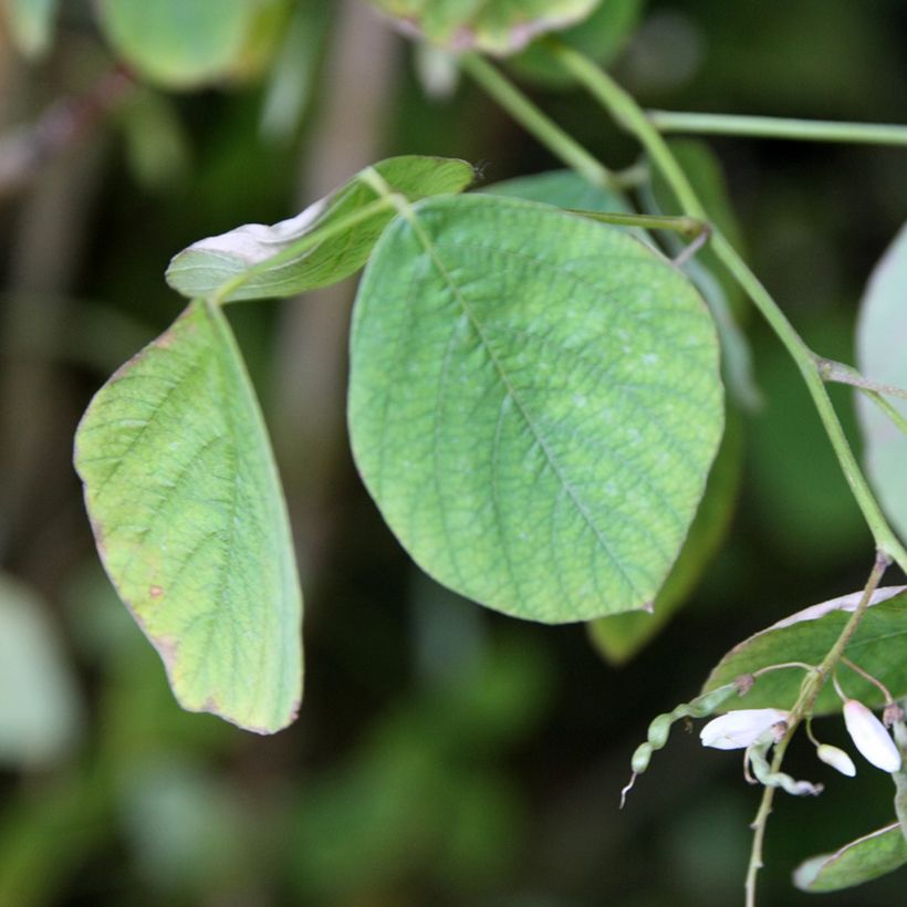 Desmodium elegans (Follaje)