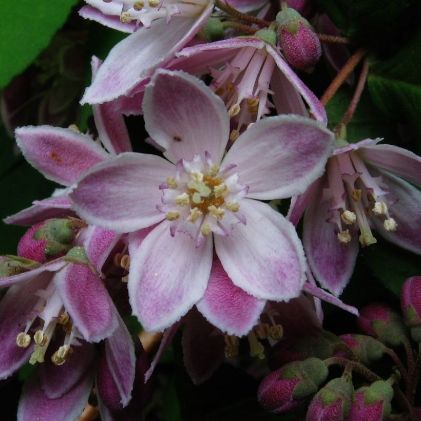 Deutzia Perle Rose (Floración)