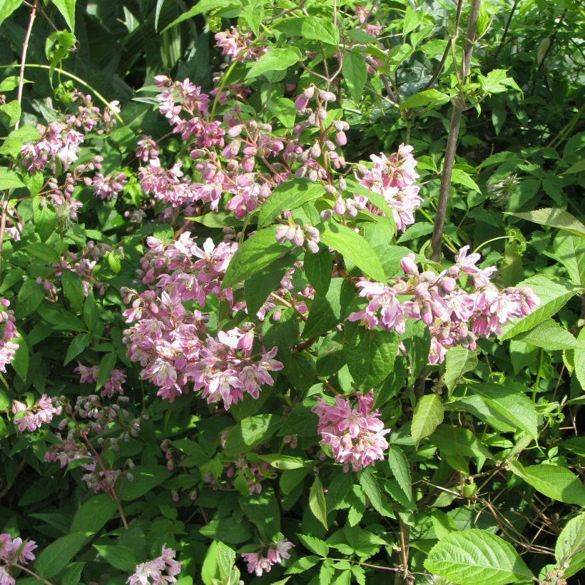 Deutzia Perle Rose (Porte)