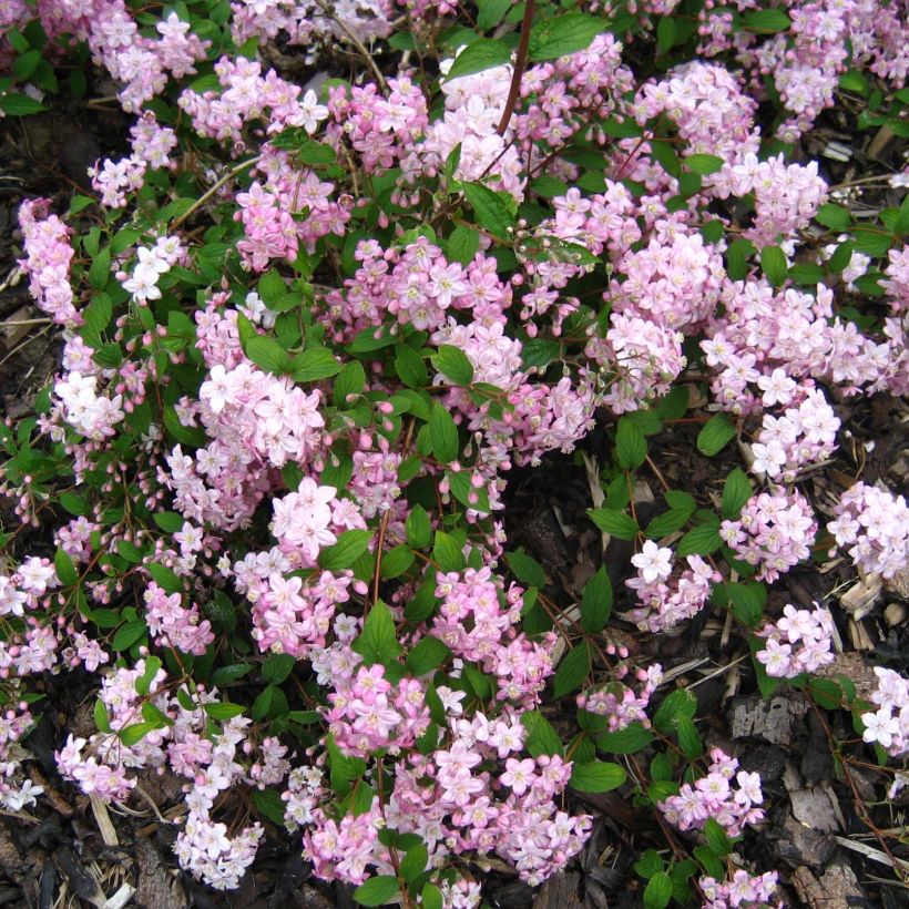 Deutzia elegantissima Rosealind (Floración)