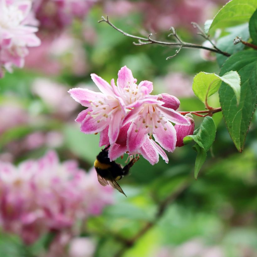 Deutzia magnifica Tourbillon Rouge (Floración)