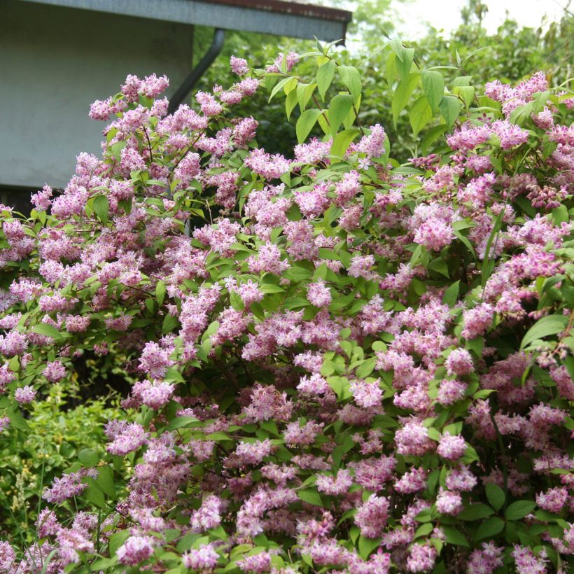 Deutzia magnifica Tourbillon Rouge (Porte)