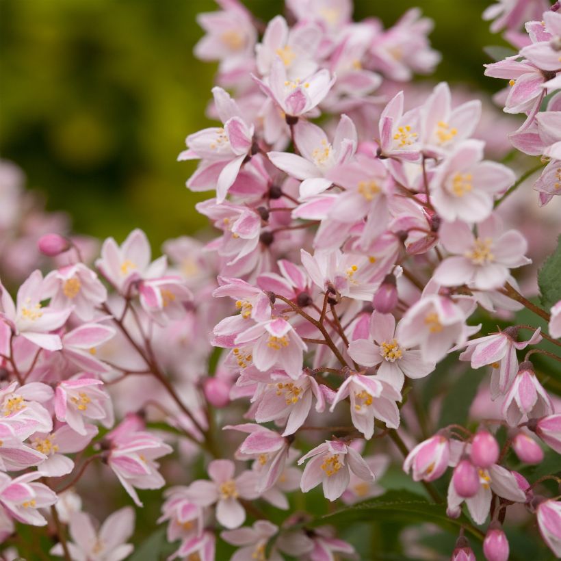 Deutzia Yuki Cherry Blossom (Floración)