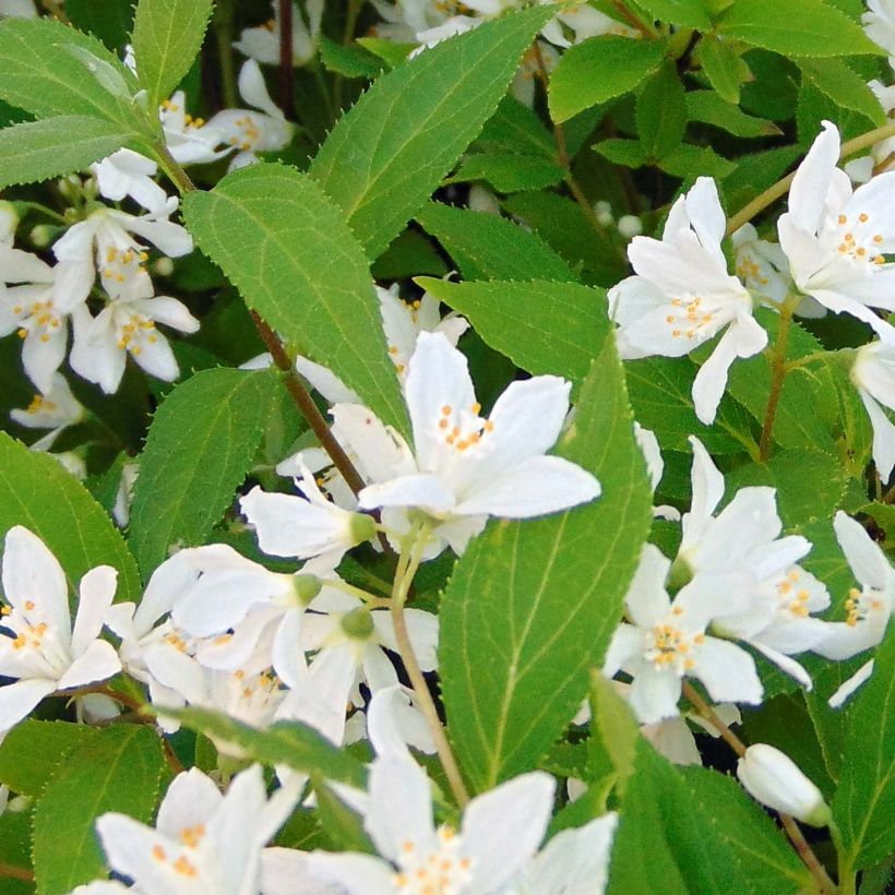 Deutzia Yuki Snowflake (Follaje)