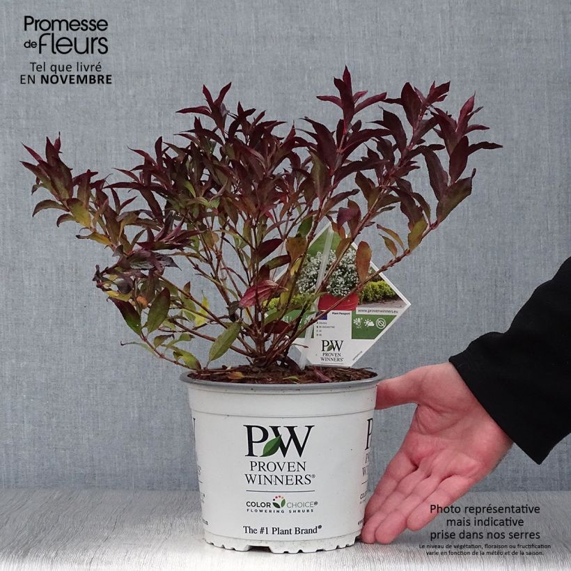 Ejemplar de Deutzia Yuki Snowflake - Deutzie Pot de 2L/3L entregado en otoño