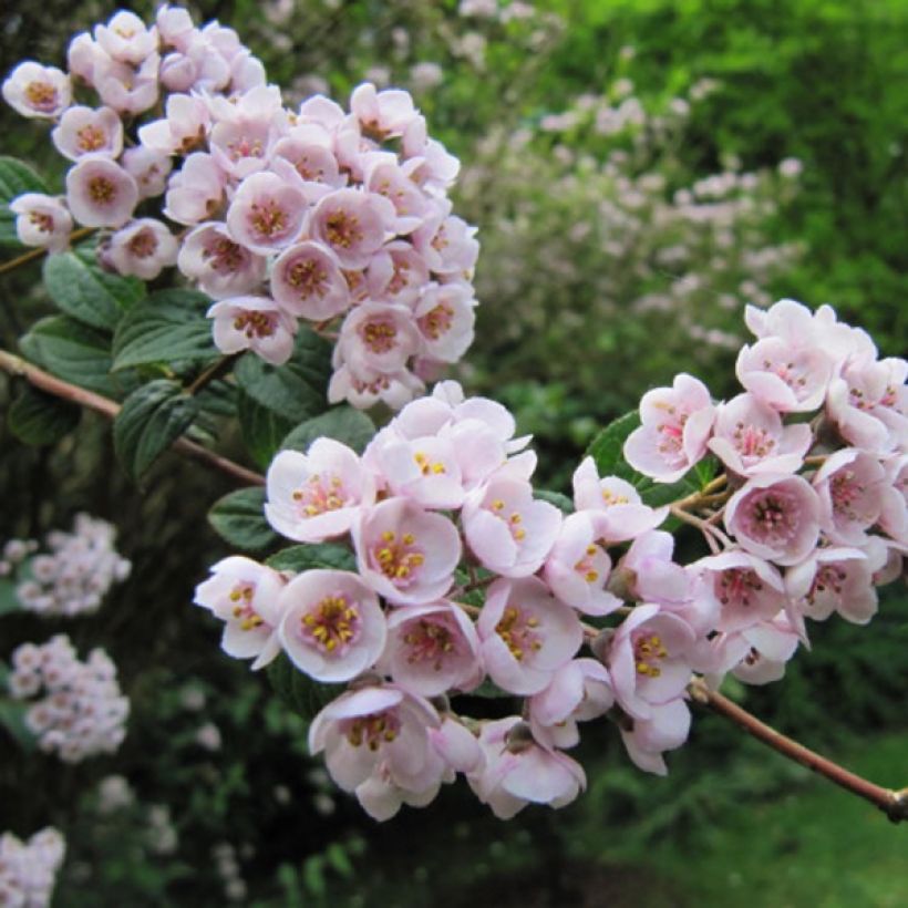 Deutzia compacta Lavender Time (Floración)