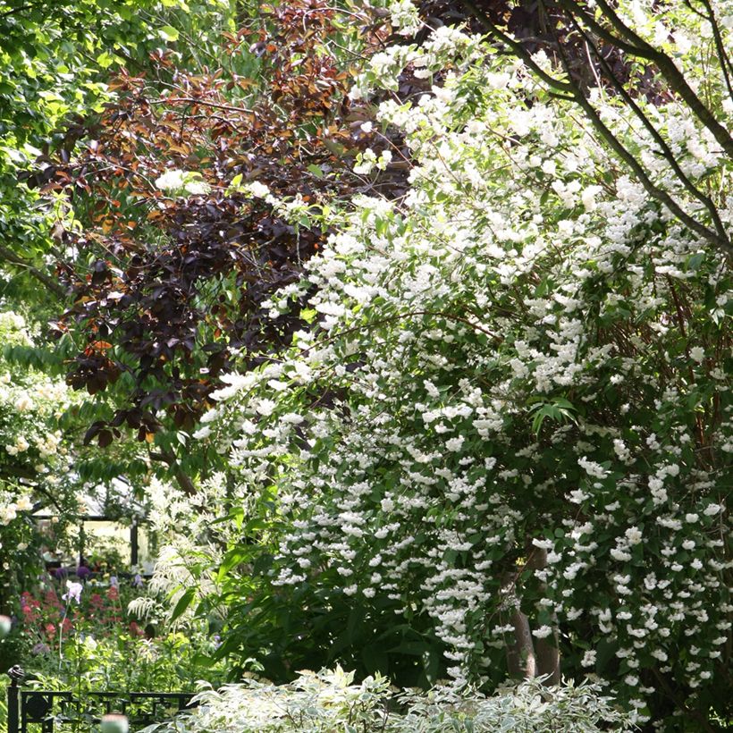 Deutzia crenata Pride of Rochester (Porte)