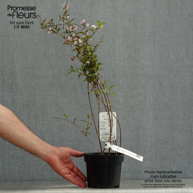 Deutzia elegantissima Rosealind Pot de 2L/3L Ejemplar entregado en la primavera