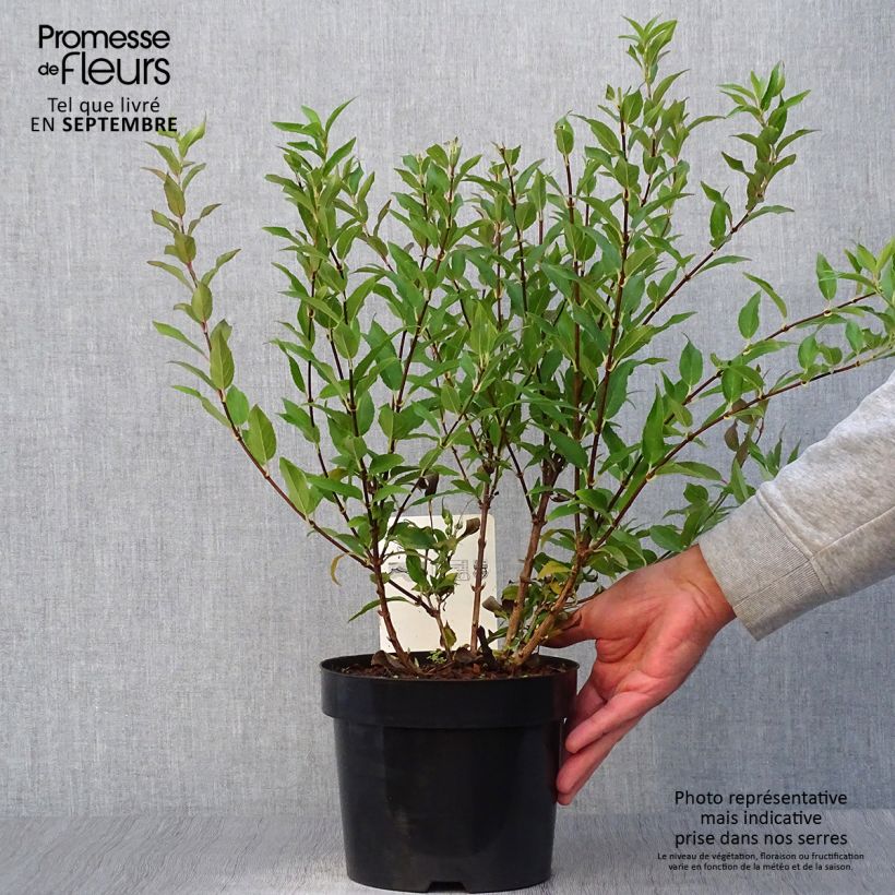 Ejemplar de Deutzia gracilis - Deutzie Pot de 2L/3L entregado en otoño