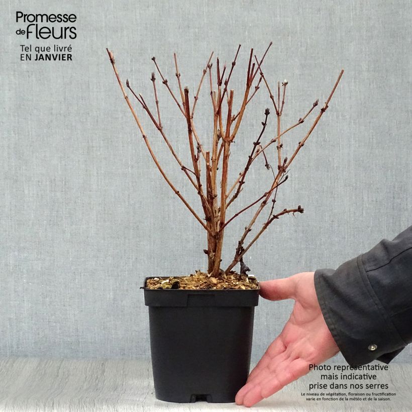 Deutzia hybrida Mont Rose en pot de 2L/3L - Deutzie Ejemplar entregado en invierno