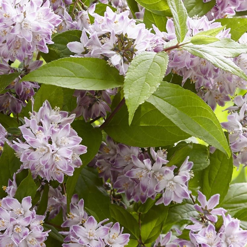 Deutzia hybrida Raspberry Sundae hibrido (Follaje)