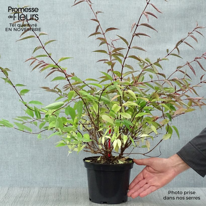 Ejemplar de Deutzia purpurascens Kalmiiflora - Deutzie Pot de 3L/4L entregado en otoño