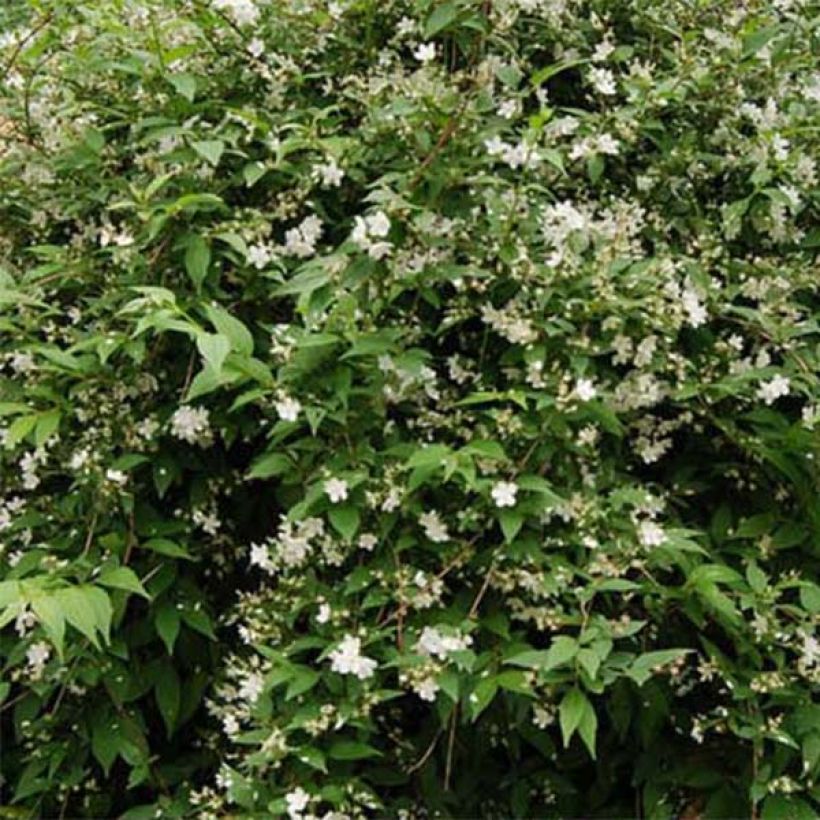 Deutzia rosea Campanulata (Follaje)