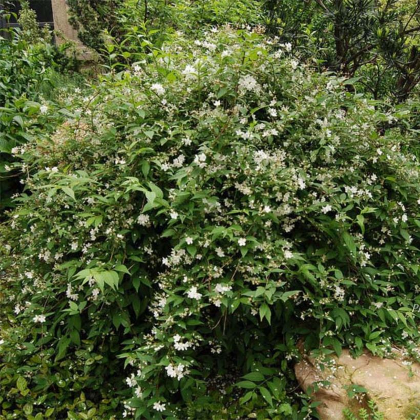 Deutzia rosea Campanulata (Porte)