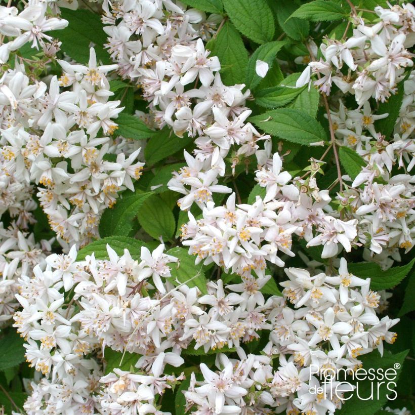 Deutzia scabra (Floración)