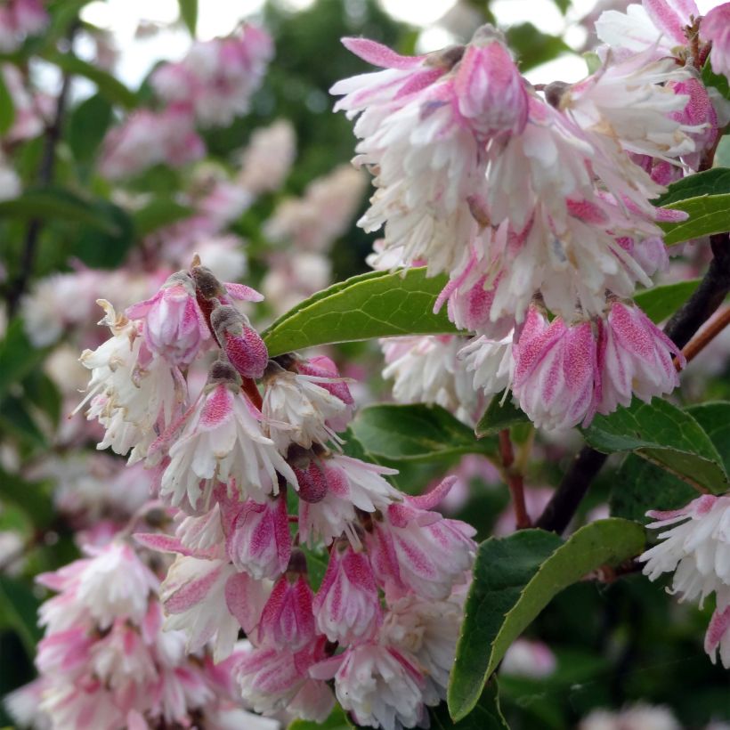 Deutzia scabra Plena (Floración)