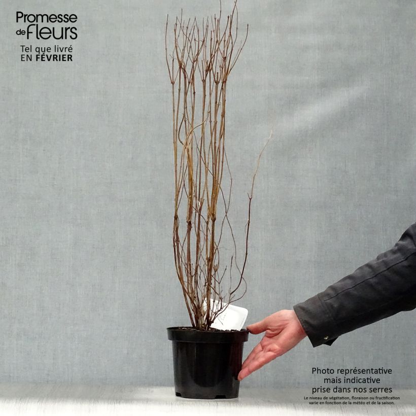 Deutzia scabra Plena - Deutzie Pot de 2L/3L Ejemplar entregado en invierno