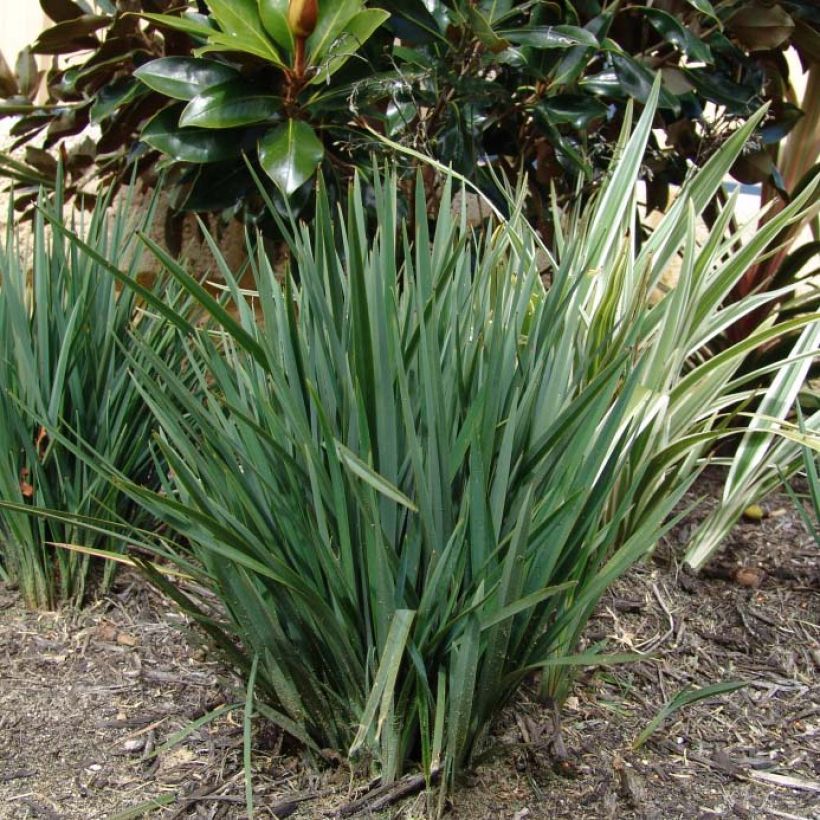 Dianella revoluta Little Rev (Follaje)