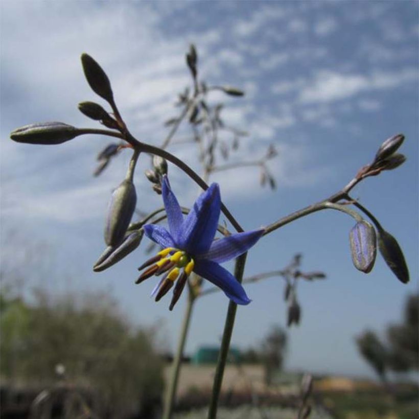 Dianella revoluta Little Rev (Floración)