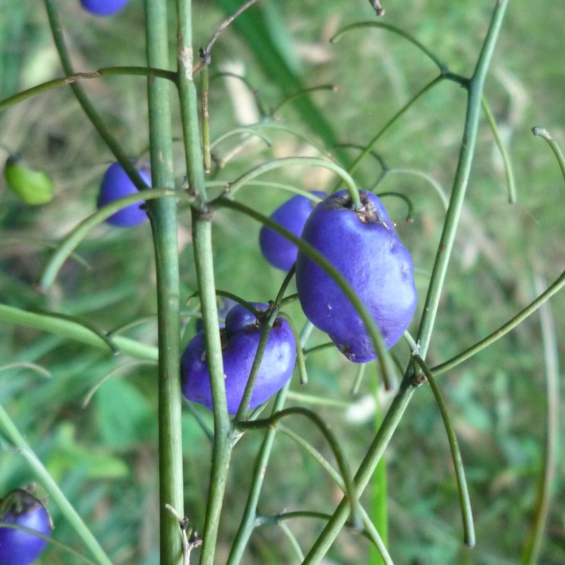 Dianella tasmanica (Cosecha)