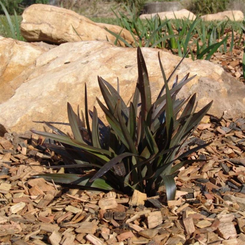 Dianella tasmanica Blaze (Porte)