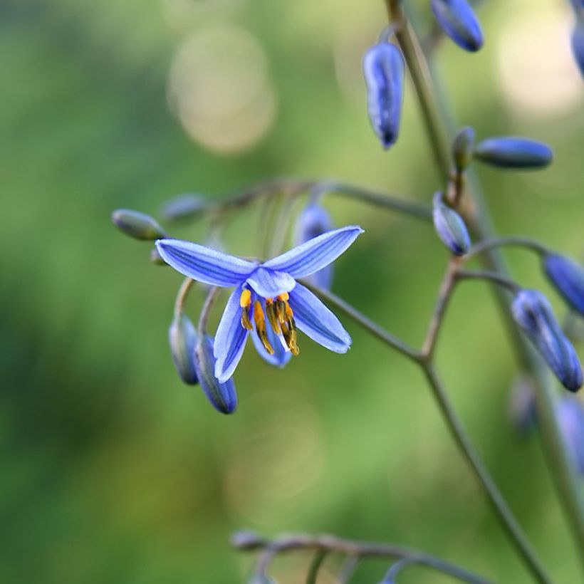 Dianella tasmanica Variegata (Floración)