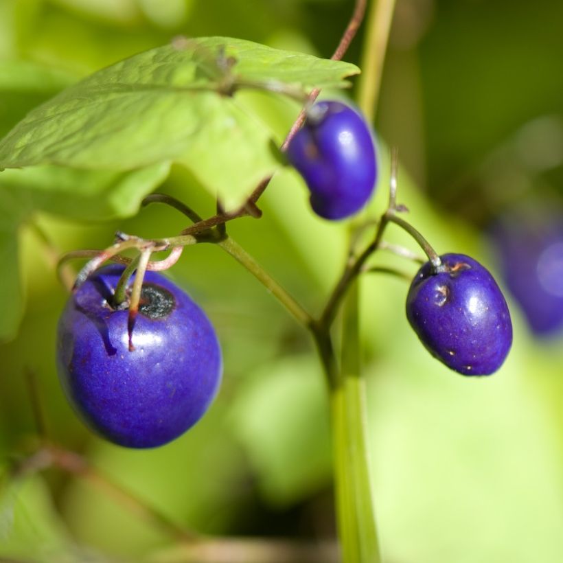 Dianella tasmanica Variegata (Cosecha)