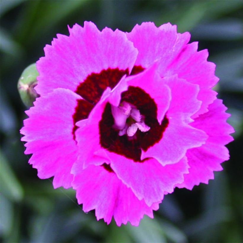 Dianthus Evening Star - Clavel (Floración)