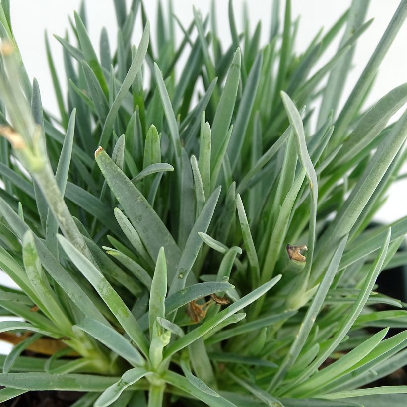 Dianthus Evening Star - Clavel (Follaje)