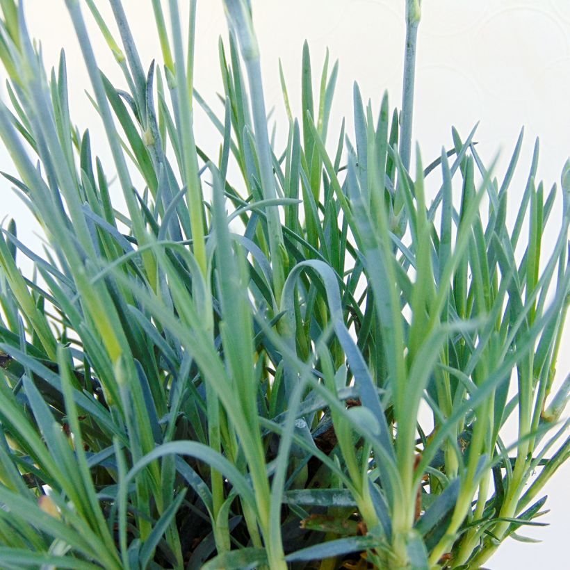 Dianthus alwoodii Fusilier (Follaje)