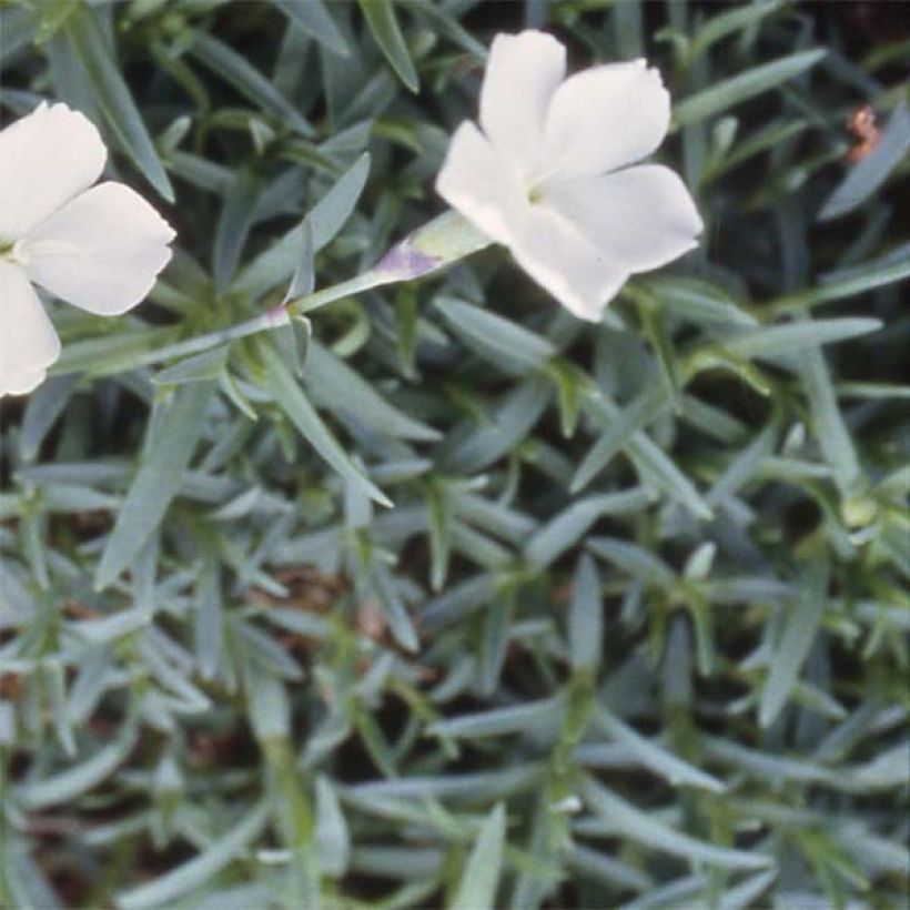 Clavel - Dianthus gratianopolitanus La Bourboule Alba (Follaje)