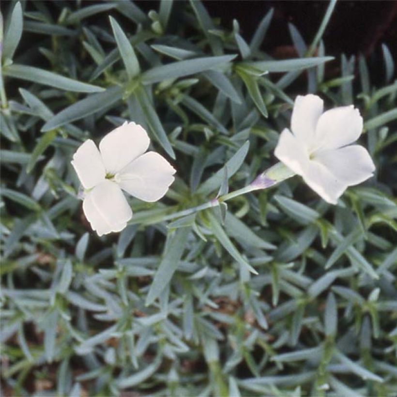 Clavel - Dianthus gratianopolitanus La Bourboule Alba (Floración)