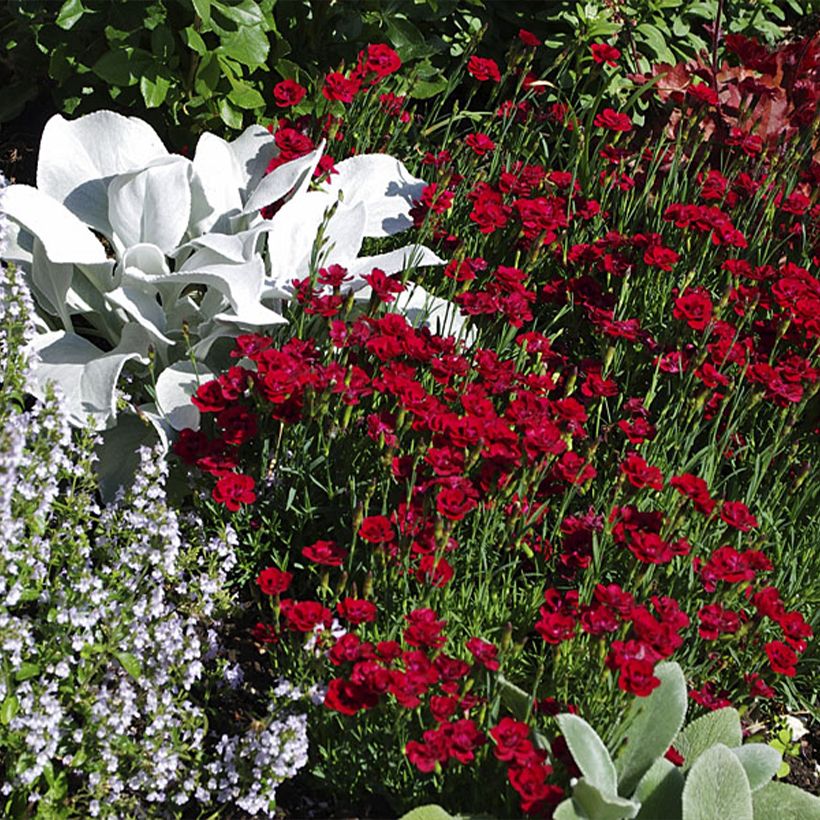 Clavel coronado Merci Fleuri - Dianthus plumarius (Porte)