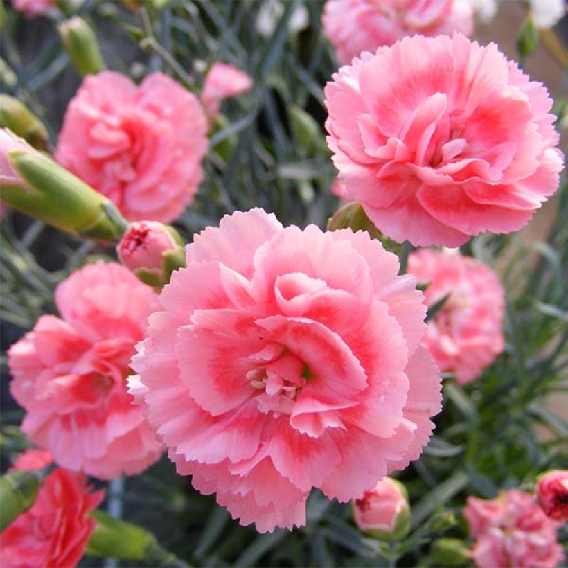 Clavel coronado Scent First Romance - Dianthus plumarius (Floración)