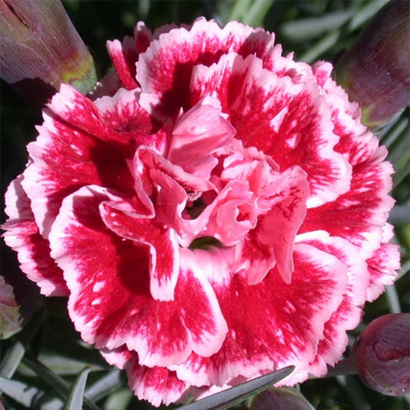 Clavel coronado Scent First Sugar Plum - Dianthus plumarius (Floración)