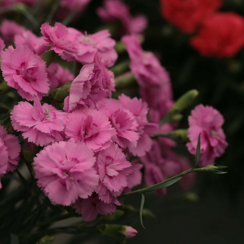 Clavel coronado Scent First Tickled Pink - Dianthus plumarius (Floración)