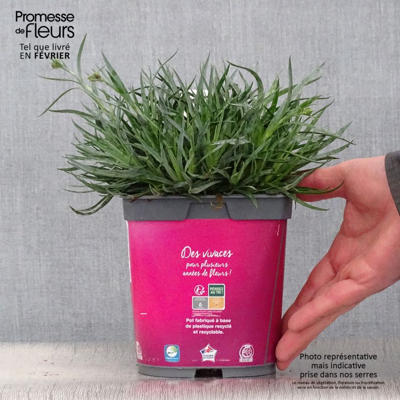 Dianthus Scent First Tickled Pink - Œillet mignardise en pot de 2 litres Ejemplar entregado en invierno