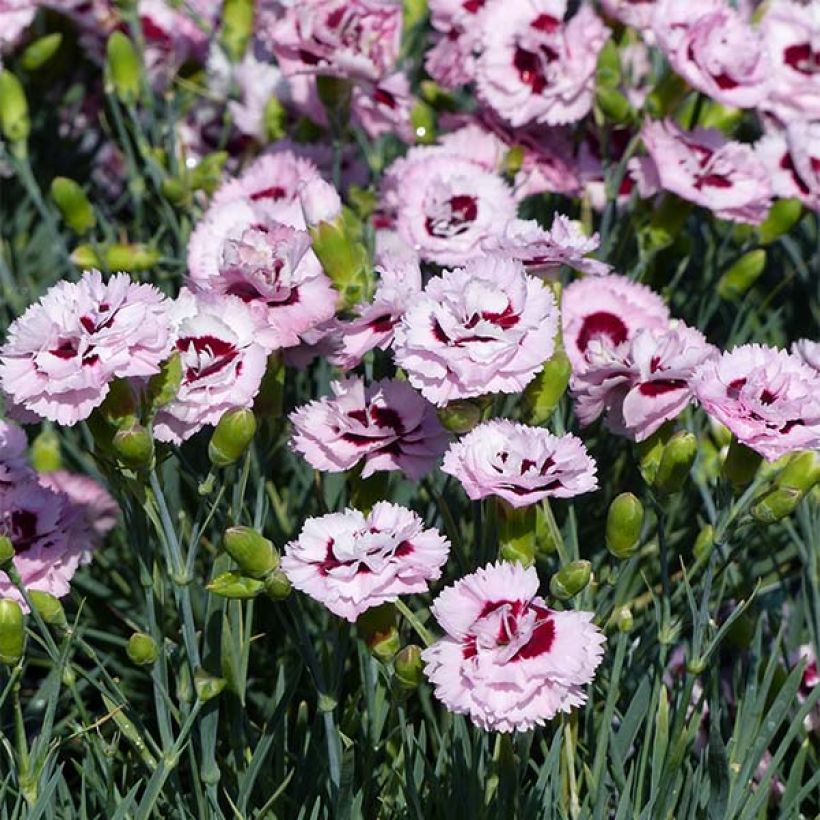 Clavel coronado Scent First Raspberry Sundae - Dianthus plumarius (Floración)