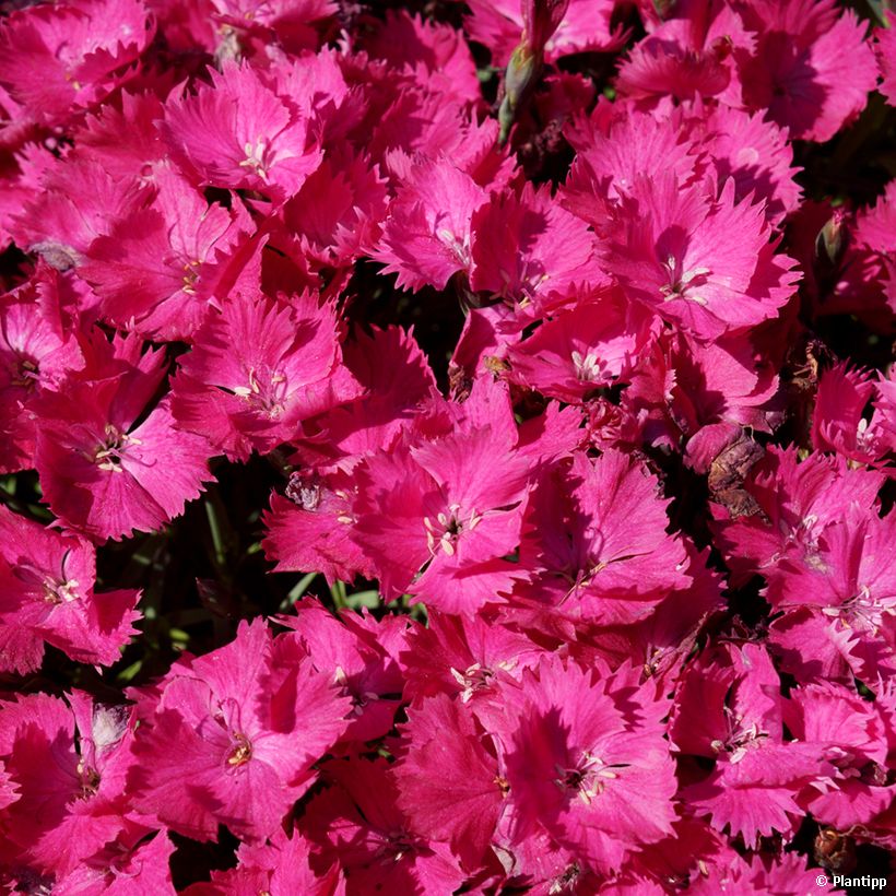 Dianthus Vivid Bright Light - Clavel (Floración)