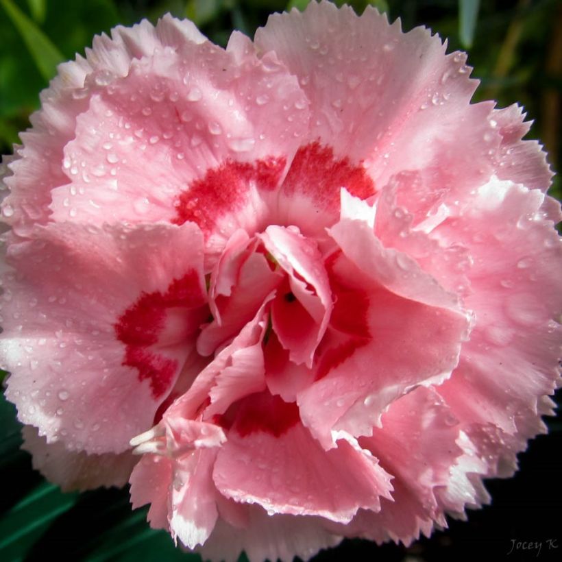 Dianthus Whatfield Supergem - Clavel (Floración)