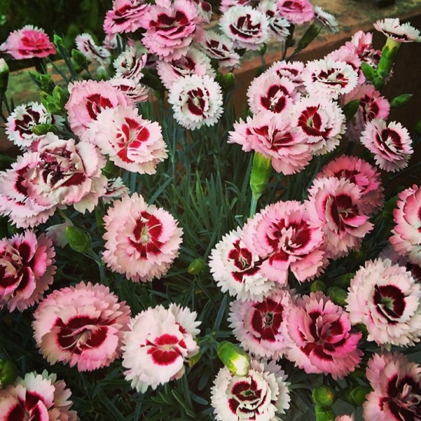 Dianthus Whatfield Supergem - Clavel (Porte)