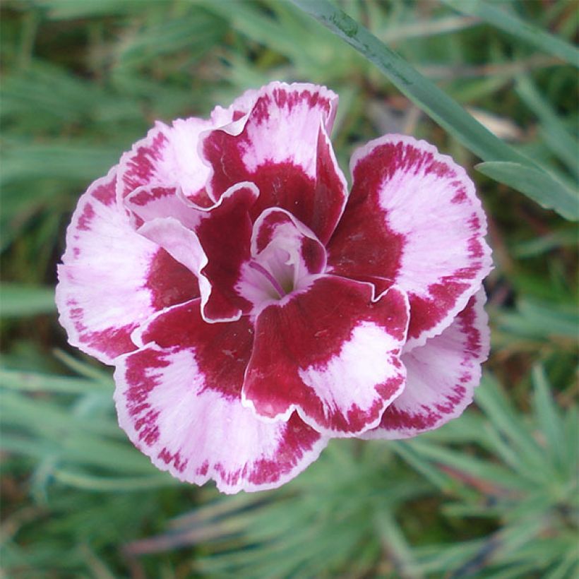 Dianthus alwoodii Romeo (Floración)