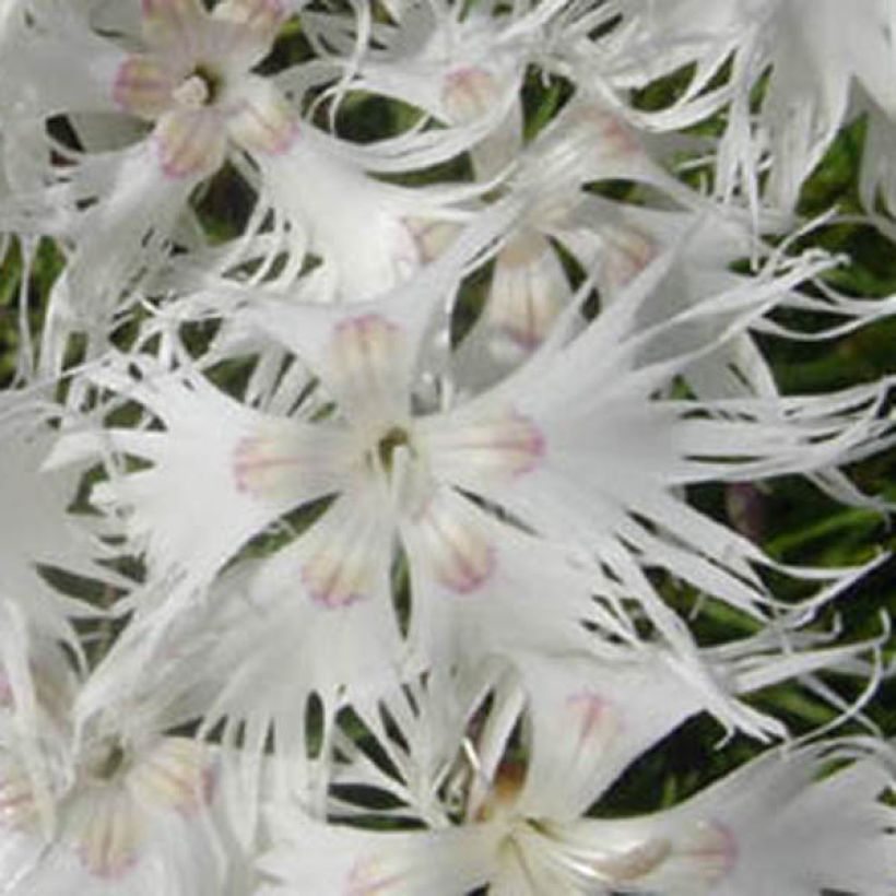 Dianthus arenarius - Clavel (Floración)