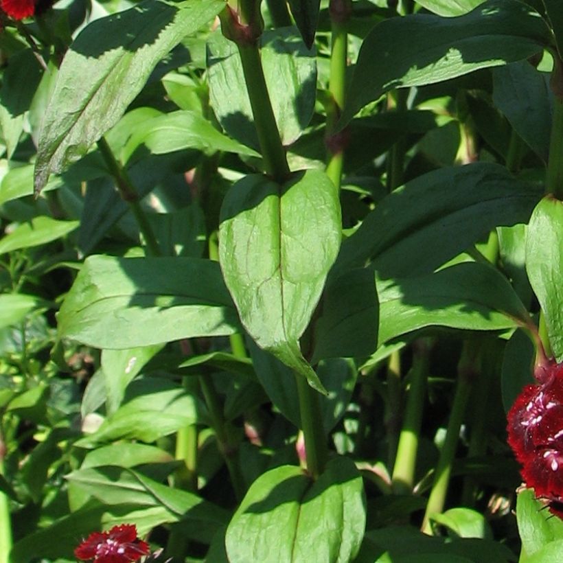 Clavel del poeta Oeschberg - Dianthus barbatus (Follaje)