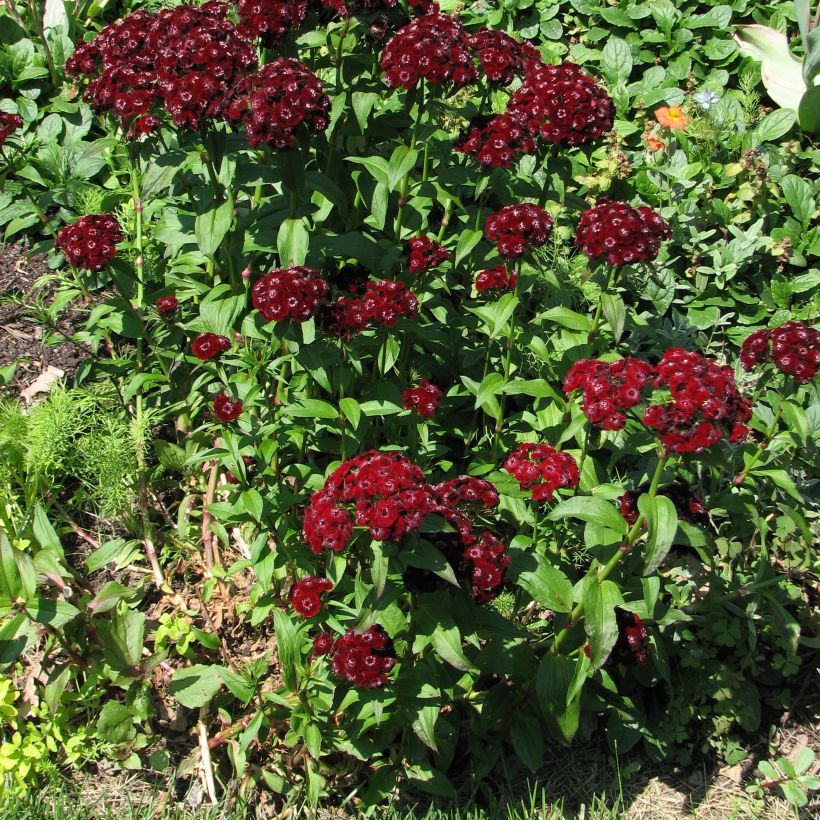 Clavel del poeta Oeschberg - Dianthus barbatus (Porte)