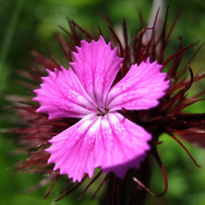 Clavel del poeta Pink Beauty - Dianthus barbatus (Floración)