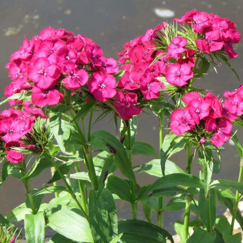 Clavel del poeta Pink Beauty - Dianthus barbatus (Porte)