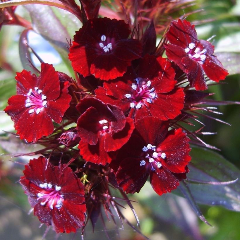 Clavel del poeta Nigrescens Sooty - Dianthus barbatus (Floración)