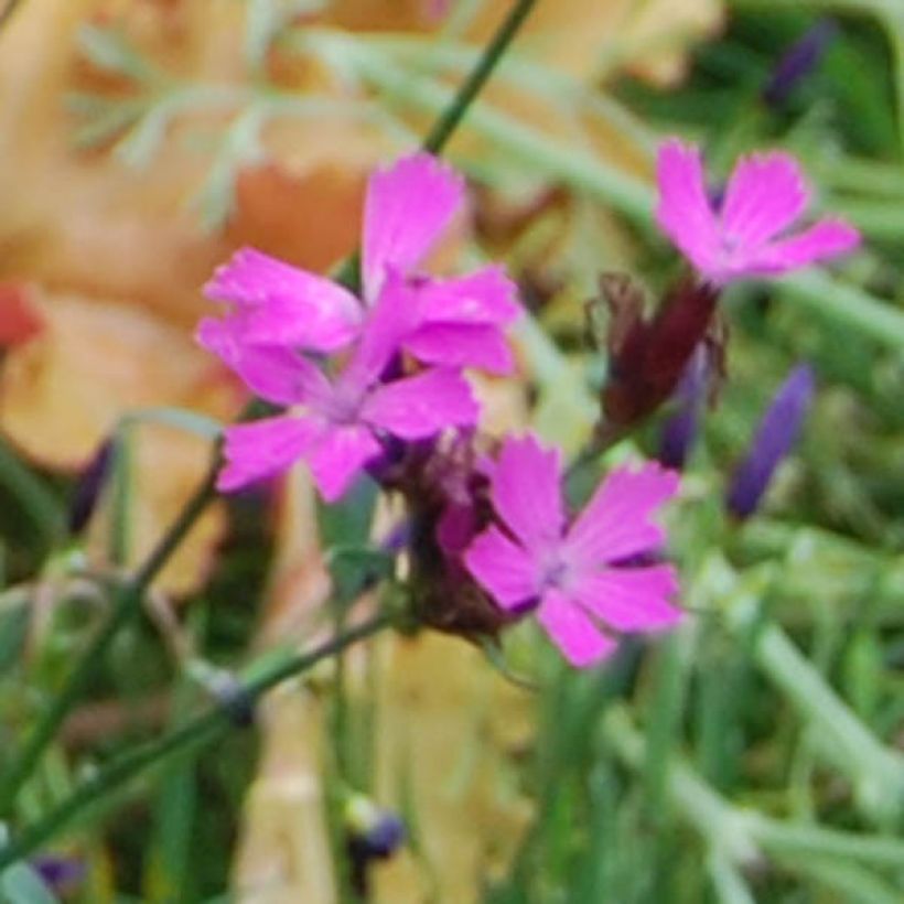 Clavelina de los cartujos - Dianthus carthusianorum (Floración)